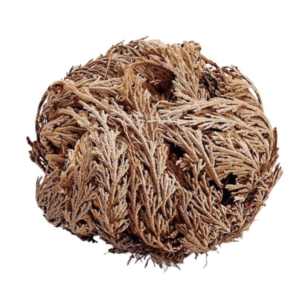 Rosa De Jerico Grande